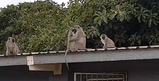 Tedavi Sürecinden Sonra Ailesi Tarafından Askerden Gelmişcesine Karşılanan Maymun