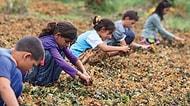 Duydunuz mu? 2018 Yılı 'Çocuk İşçiliği ile Mücadele Yılı' İlan Edildi