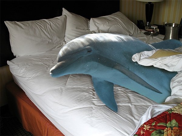 1. Во время сна дельфин отключает только одно полушарие мозга. Полушария его мозга спят поочередно. Когда одно управляет движениями и дыханием, второе погружается в безмятежный сон.