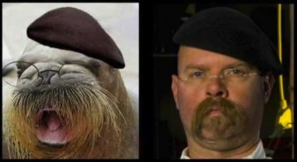 4. На теле моржей находятся два воздушных мешка. Наполнив их воздухом, моржи могут спокойно спать на воде. А могут и на берегу, тесно прижавшись друг к другу.