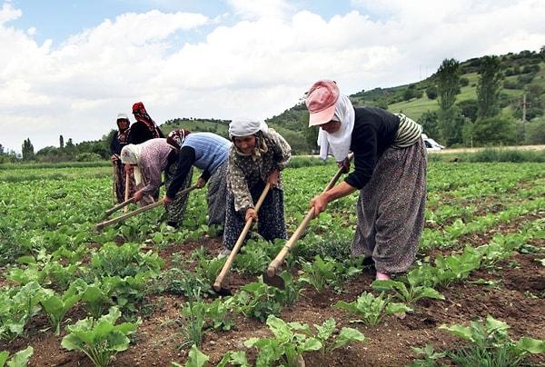 Zümran Hanım'ın hikayesine başlamadan önce Türkiye dahil dünya genelinde kadınların tarıma ve üretime olan paylarından söz edelim.
