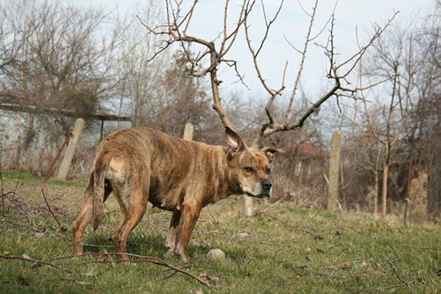 4. Bu gördüğünüz Sevgili Dostlarım, çok nadir görülen bir köpek geyiğidir.