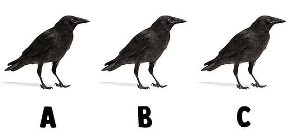 3. Кто здесь «белая ворона»?