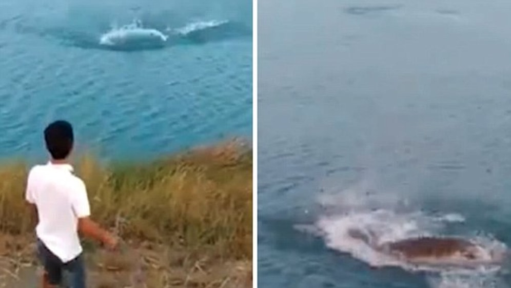 Korkunç Görüntüler: Vicdansız Bir Kişi Tarafından Suya Fırlatılan Yavru Köpek Timsaha Yem Oldu