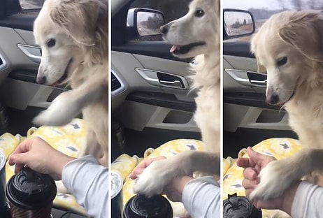 İnsan Dostunu Kaybettikten Sonra Evsiz Kalan Köpeğin Duygulandıran 'Beni Bırakma' Deme Şekli