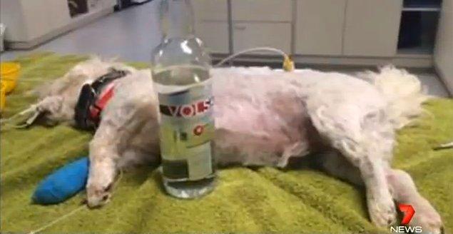 8. Eğer siz ya da evcil hayvanınız yanlışlıkla antifriz içerse, panzehir olarak votka kullanabilirsiniz.