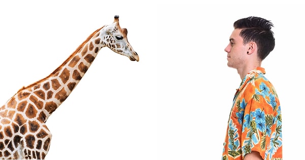 14. Количество позвонков в шее жирафа - такое же, как и у человека.