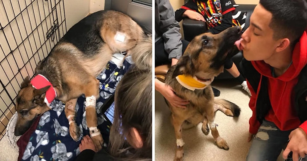 Героический пес защитил 16-летнего хозяина, несмотря на то, что в него стреляли грабители