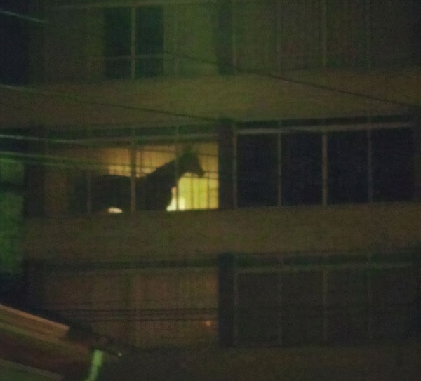 14. "В доме напротив лошадь! Я перезвоню!"