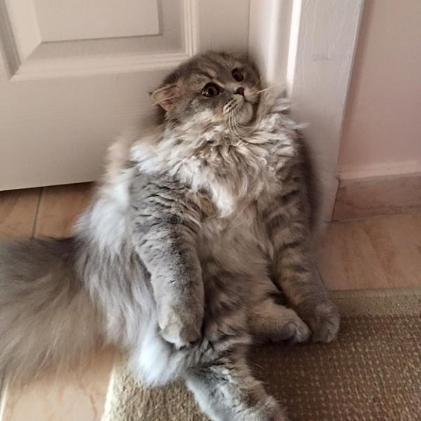 6. То же касается и мужских коротких волос (в том числе с тела).