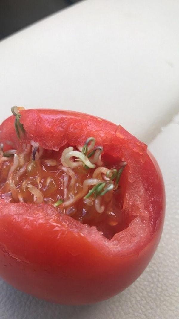 1. Bu kendi içinde filizlenen domates yüzünü ekşitti mi?