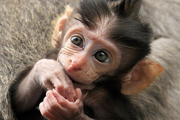 Вы были бы вот такой забавной обезьянкой!