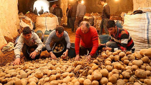 "50-55 kuruşa mâl edilen patates, bugün 30 kuruşa ancak alıcı buluyor"
