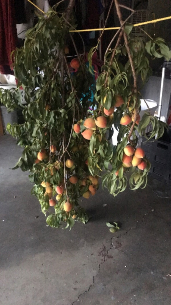 10. "Мама попросила своего ухажёра купить персиков домой. А он взял и принес целое персиковое дерево".