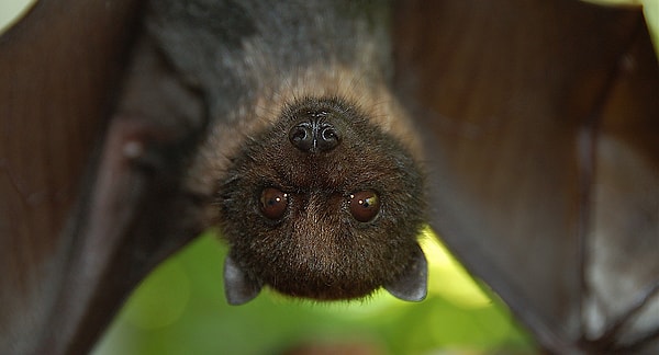 А летучих мышей?