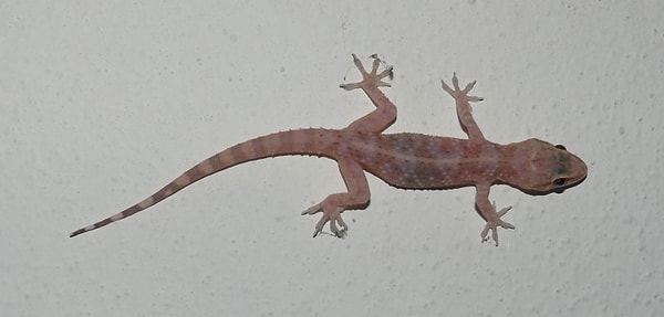 Что насчет ящериц? Боитесь?