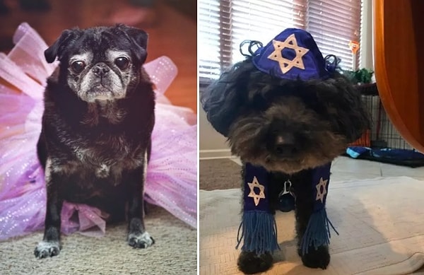 7. А здесь хозяева даже отпраздновали кинсеаньеру* у своей собачки Лолы (справа), и бар-мицву* у пса Горди