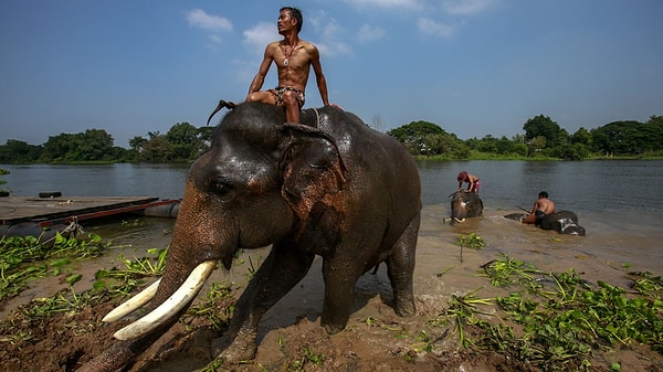 6. «Нам нужно научиться понимать, что слоны - это не просто исчезающие гиганты, а очень воспитанные и безопасные животные!" - говорят создатели приложения.