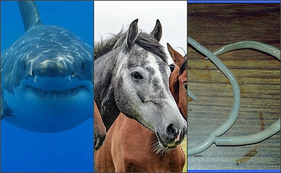 Топ-25 самых смертоносных животных на планете