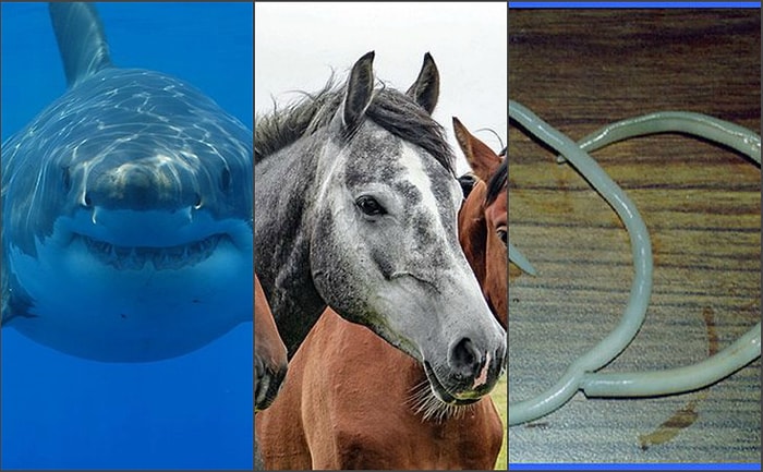 Топ-25 самых смертоносных животных на планете