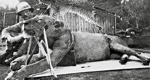 2. Во время строительства Угандийской железной дороги в 1898 году рабочих терроризировали два льва-людоеда. В общей сложности они убили 135 человек и стали причиной того, что строительство пришлось отложить.