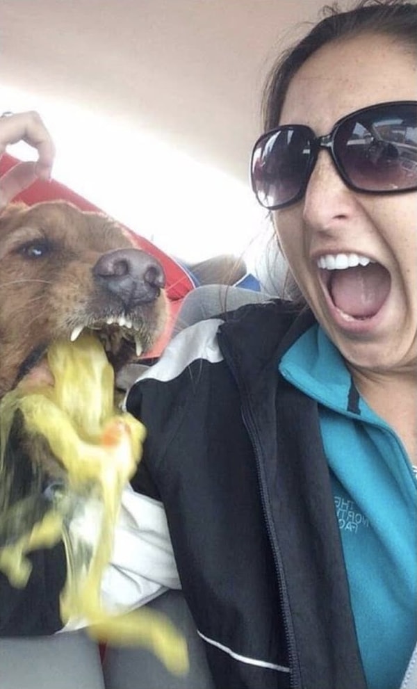 5. Пес слегка перестарался