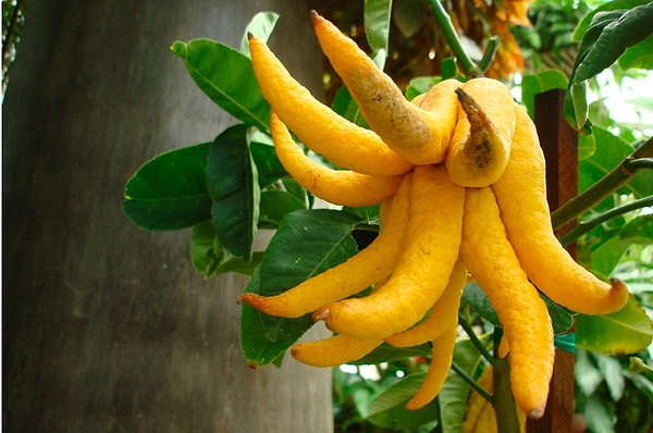 1. Какой это фрукт?