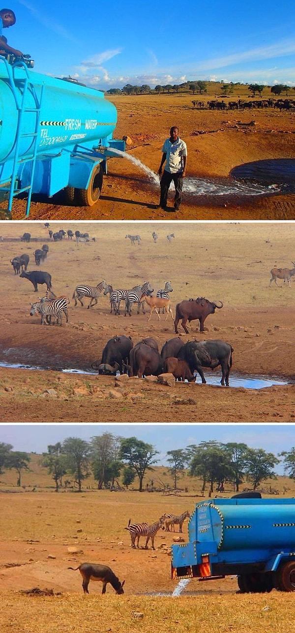 2. Bu adam, Kenya'daki susamış vahşi hayvanlara su götürebilmek için her gün kurakta saatlerce yol yapıyor.