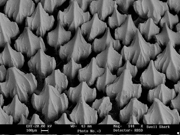 Зубчики, что вы видите на фото, называются дентикулами. Из них и состоит акулья кожа. Эти зубчики разрезают поток воды при плавании, существенно снижая ее сопротивление.