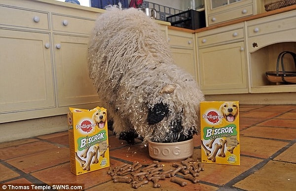 ...может показаться, что Марли обычная домашняя собака :) :)