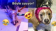 Veteriner Hekimlerin Bile Anlam Veremediği Absürt Hareketlere Sahip Pit Bull 'Leela' 😍