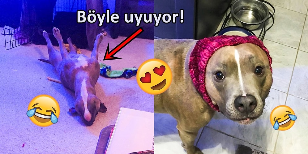 Veteriner Hekimlerin Bile Anlam Veremediği Absürt Hareketlere Sahip Pit Bull 'Leela' 😍