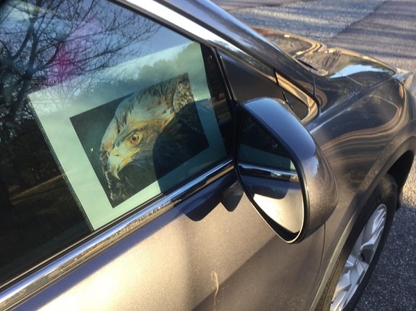 17. «Моя бабушка придумала кое-что, чтобы птицы не пачкали машины. Кажется, это работает".