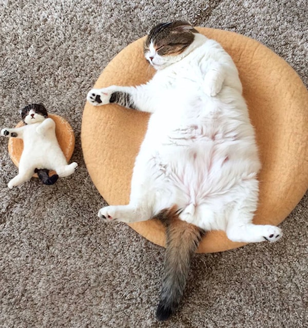 16. "Пушистик и мини-пушистик"