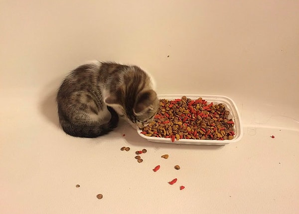 19. "Мой новый кот обедает, а предыдущий...