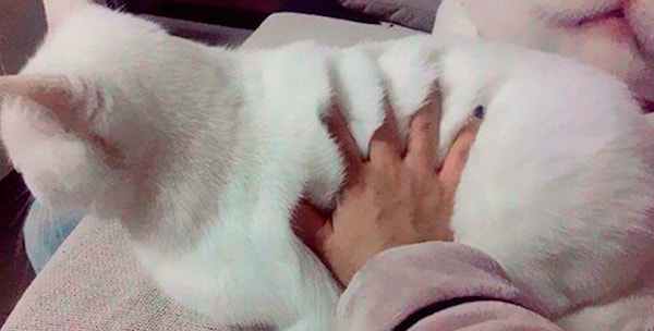 22. "Шерсть...