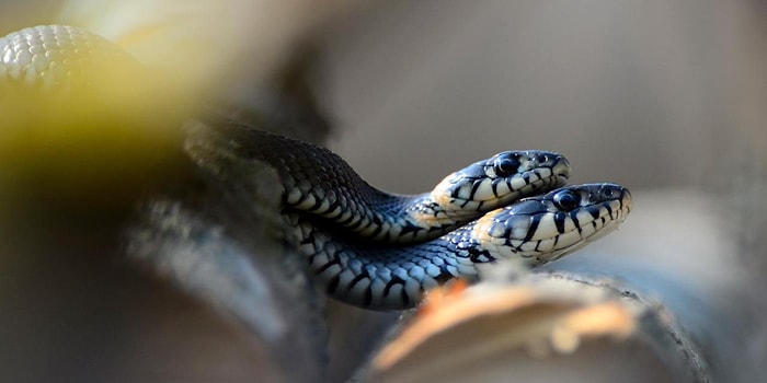 En Sık Görülen Rüyalardan! Rüyada Yılan Görmek Ne Anlama Gelir?