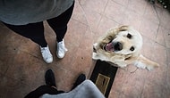 Köpek sahiplenirken düşünmeniz gereken 6 şey