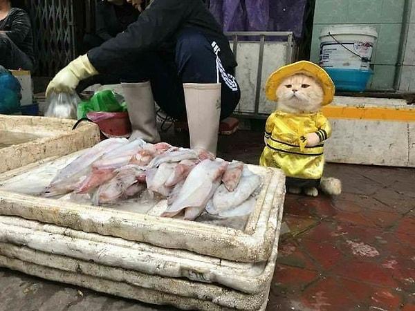 Vietnam'da küçük mü küçük, tatlı mı tatlı bir satıcı var 🐱