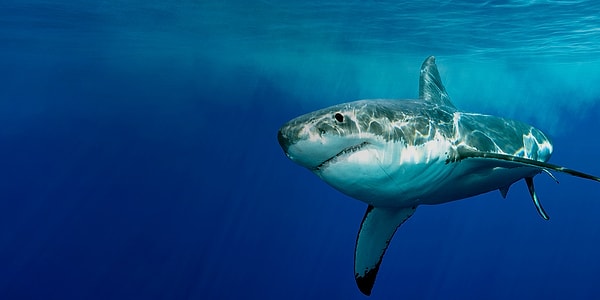 12. Акула способна почувствовать капельку крови с расстояния в целую милю