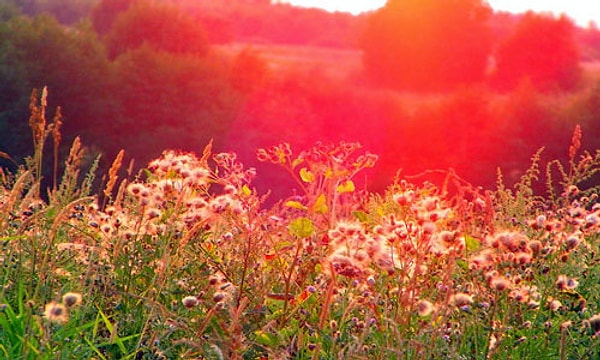 8. Вы любите лето?