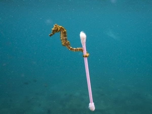 13. С одной стороны, загрязнения - это ужасно, но с другой, с их помощью живность не теряет стремления к выживанию!