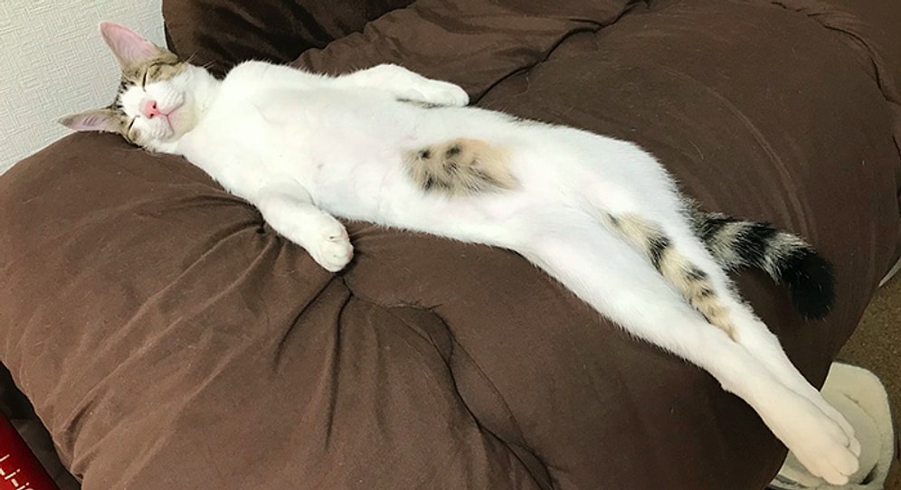 "Чья кошка длинней?" в Твиттере японцы запустили флешмоб, чтобы узнать, где живет самая длинная в мире кошка