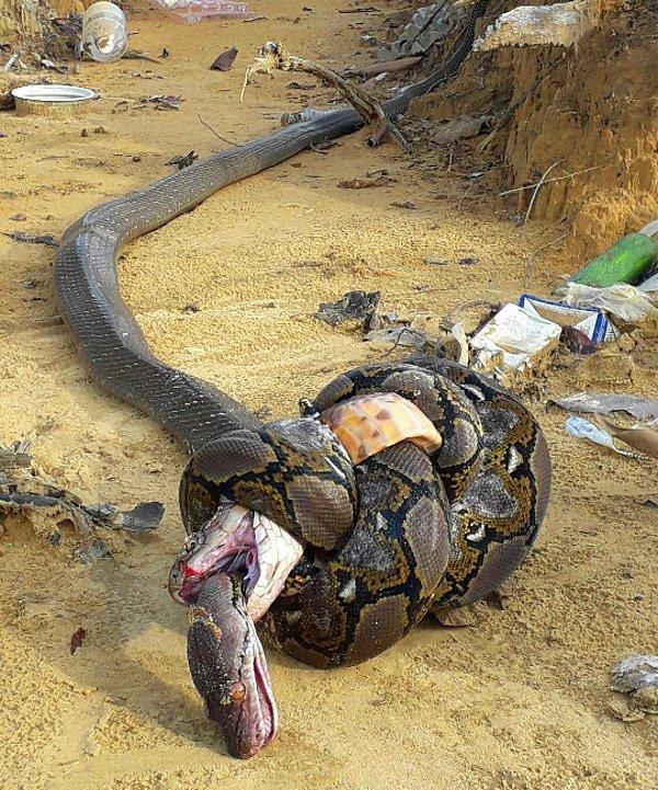 4. Piton, zehirli kral kobrayı yakalayıp boğmaya çalışmış ama kobra tarafından sokulunca ikisi de ölmüş.