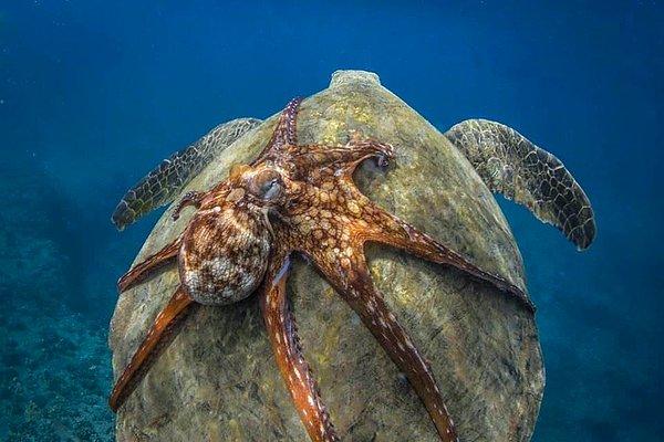 5. Deniz kaplumbağasının üstünde bir yolculuğa çıkan ahtapot.