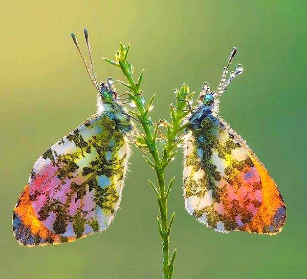3. Göz alıcı renklere sahip kelebekler. 🦋