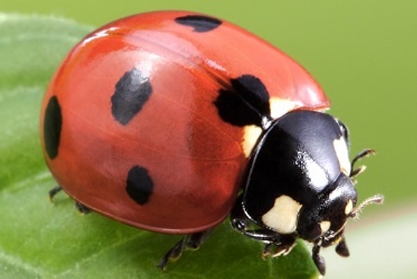 Показать правильный ответ