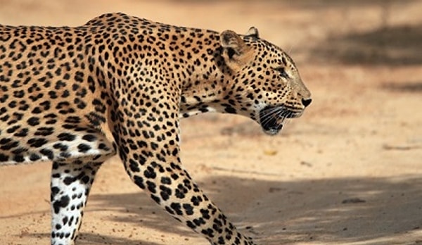 Показать правильный ответ