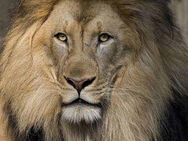 3. Львы обитают только в Африке