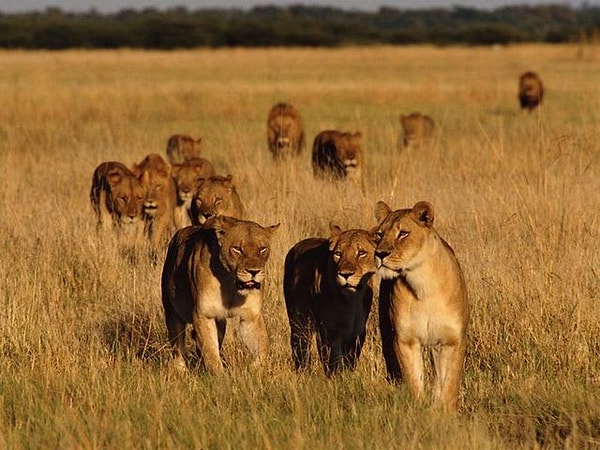 6. Среди больших кошек только львы живут группами